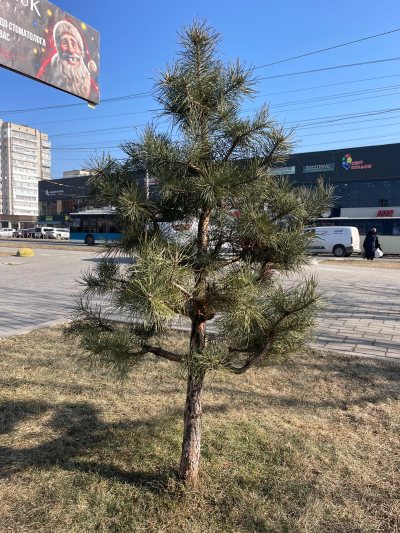 Парус 6 для НР