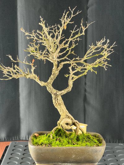 Punica granatum