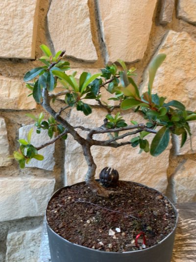 Pyracantha