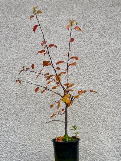 Pommier