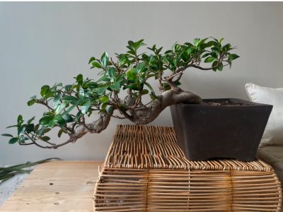 Ficus