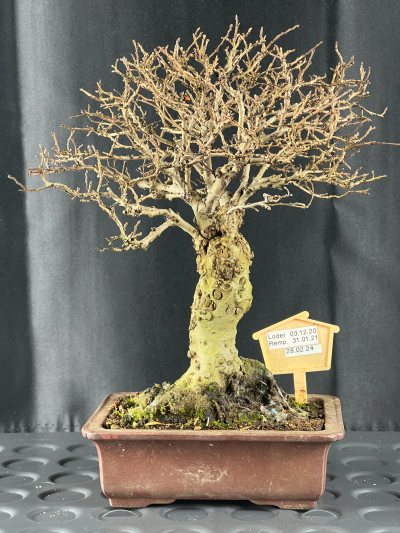 Prunus malaheb