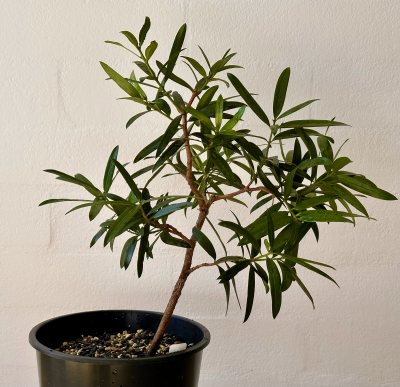 Podocarpus elatus