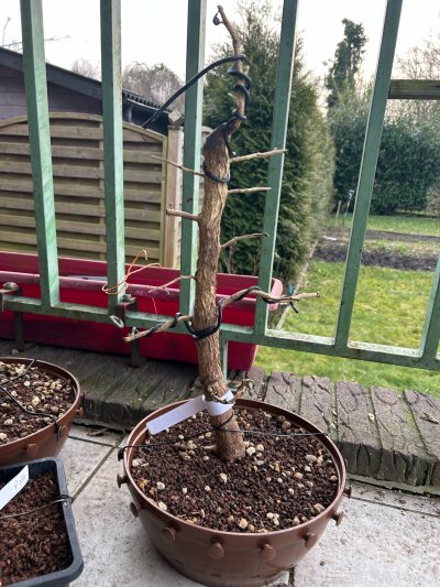 Türkische Baum-Hasel
