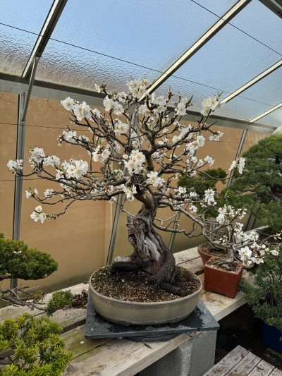 Prunus amygdalus