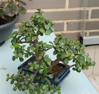 portulaca doble tronco