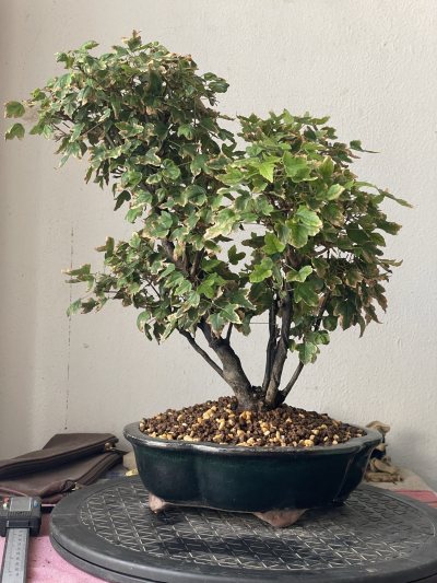 Acer buergerianum multi troncs