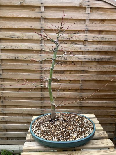 Erable Palmatum