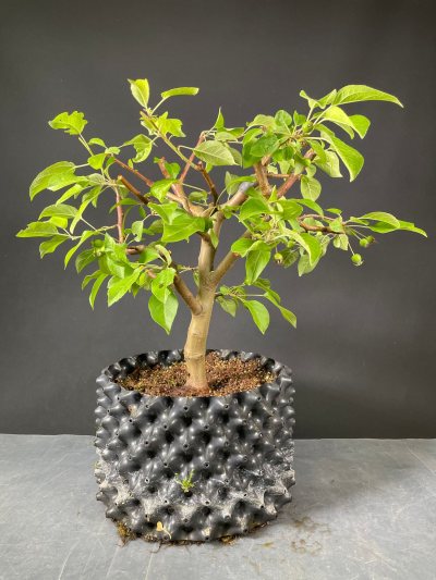 Pommier Evereste