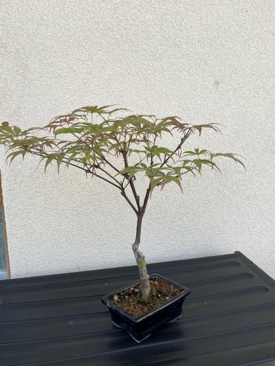 Acero palmato Nomura