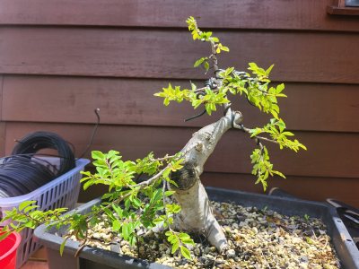 Chinese Elm 007