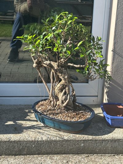 Big Ficus