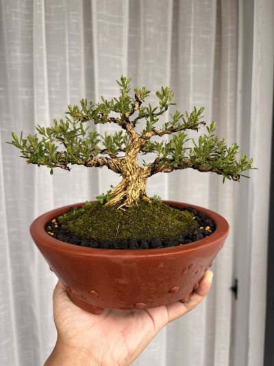 BUXUS MAME INDO