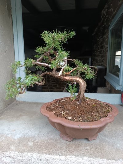 Juniperus communis