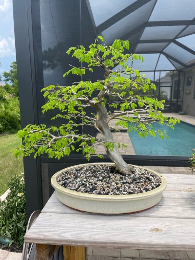 Allen’s Brazilian Raintree