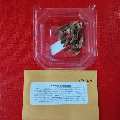 Хлороксилон цейлонский, или Атласное цейлонское дерево семена