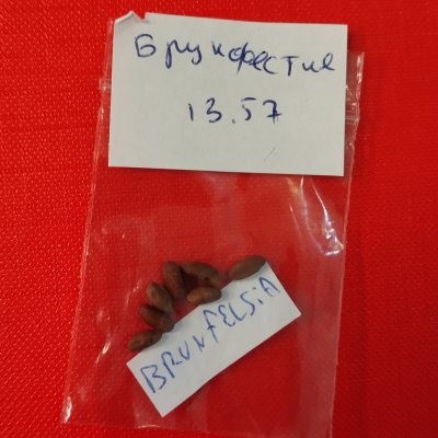 БМа01с Брунфелсия малоцветковая