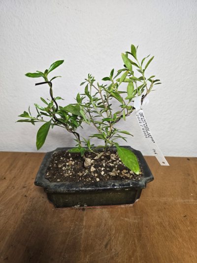 Junischnee Serissa 001