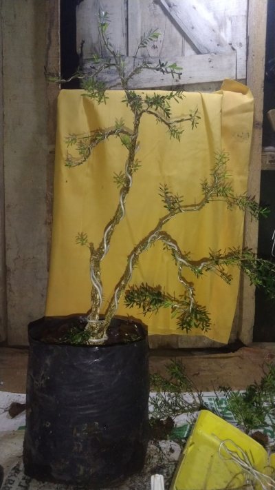 BoBuxaceae