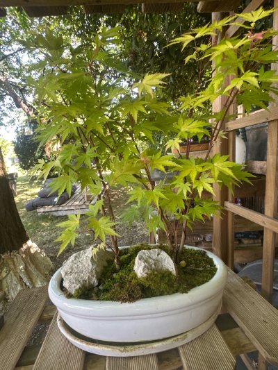 Acer Pamatum
