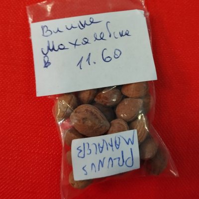 Вишня махалебская, или Антипка Испания ВАн01с