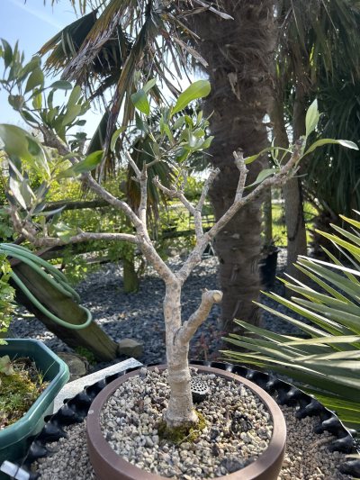Olea Europea