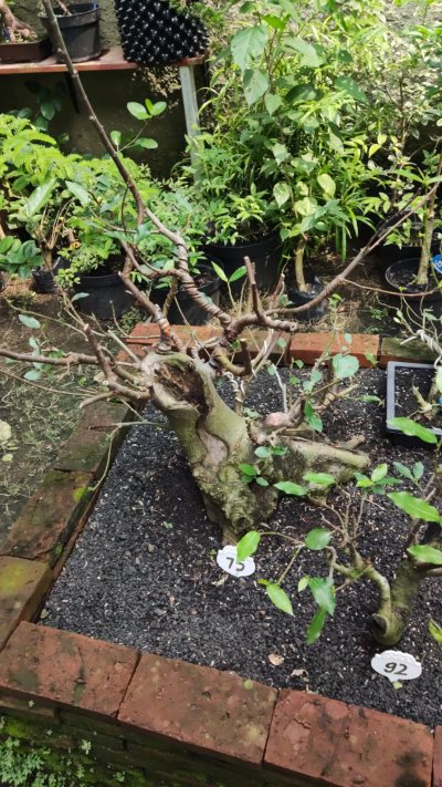 Ficus Loa Dongkelan