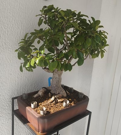 Ficus Viejo