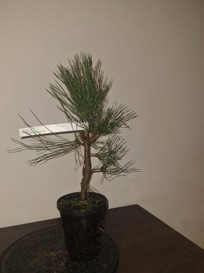 Pin de Jeffrey
