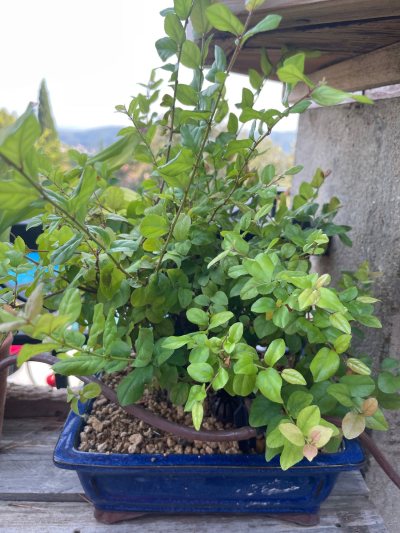 Sageretia