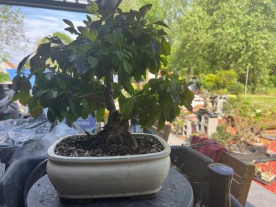 Vanillier de Cayenne