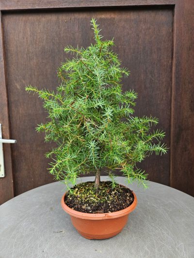 Juniperus communis
