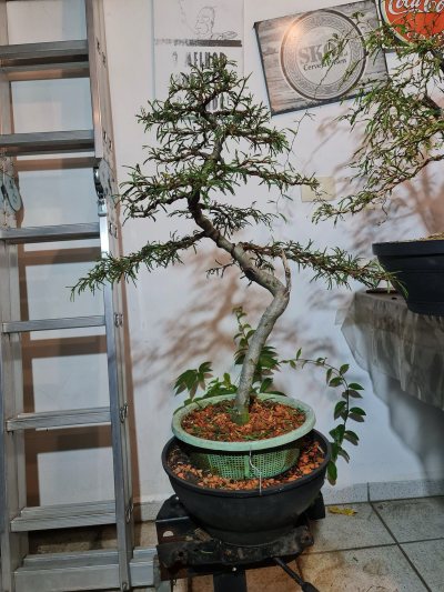 Caliandra Rosa