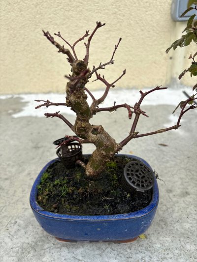 Acer Desmojo