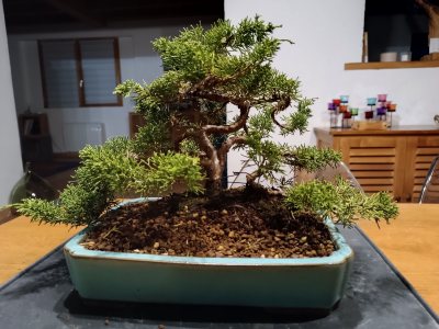 Juniperus chinensis Itoigawa 032