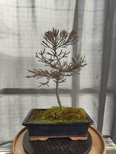 Bergmammutbaum Elmar