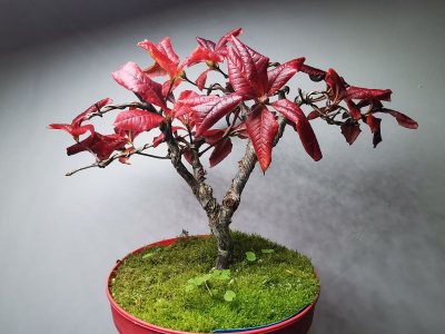 Azalée Red Hotspur