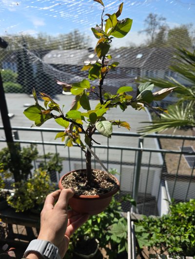 Malus Eleyi 001