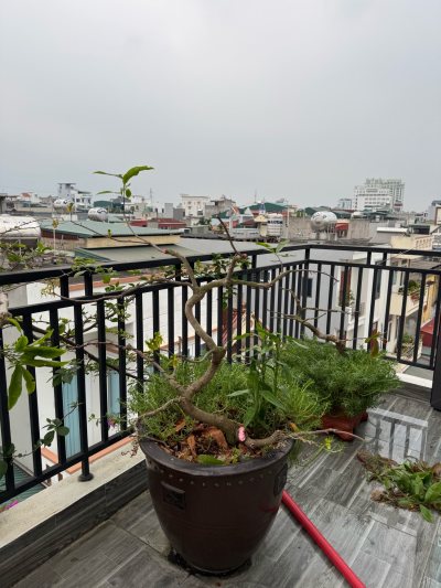 Hoa Mai