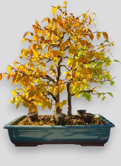Zelkova