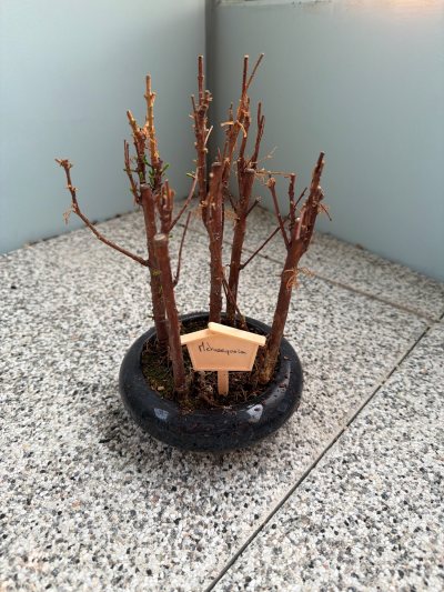 Petit metasequoia
