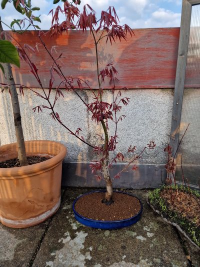 Atropurpureum