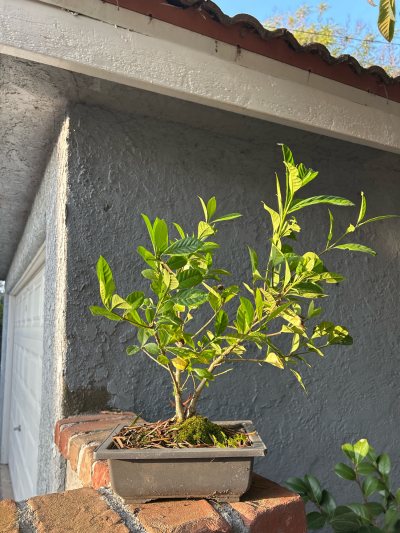 Gardenia