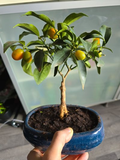Kumquat japonica Nagami 001