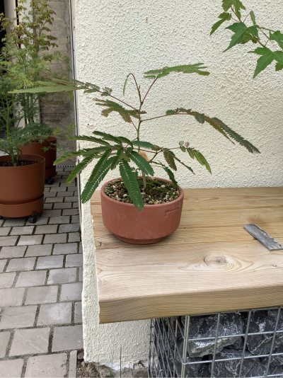 Albizia