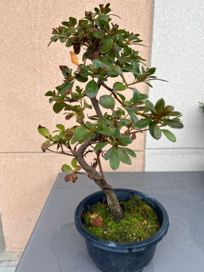 Rhododendron 1