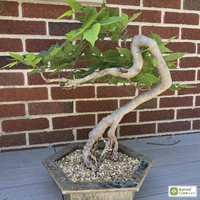 Hackberry