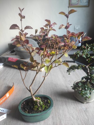 Lilas de chine