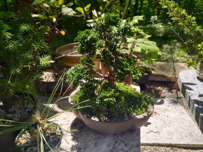 Hinoki small