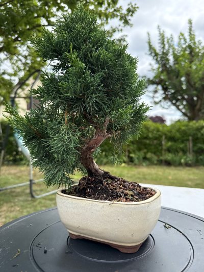 Juniperus Kyushu
